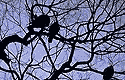 reduced photo of birds in tree