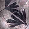 thumbnail of portion of micro photo of ginko
