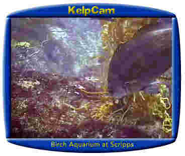 frame from the kelp cam showing a fish swimming