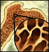 drawing of bone and marrow