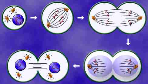 whitefish blastula mitosis stages. mitosis worksheet for mitosis