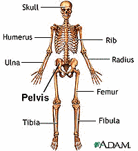 drawing of skeleton showing pelvic area