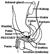 drawing of urinary system