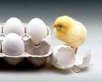newborn chick and eggs