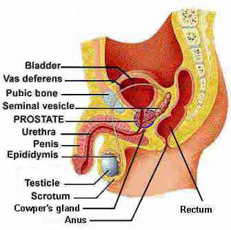 enlarged view of earlier image of male urinary and reproductive systems