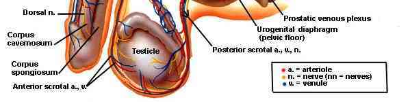 portion of illustration