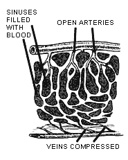 drawing showing arteries open
