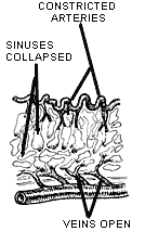 drawing showing veins open